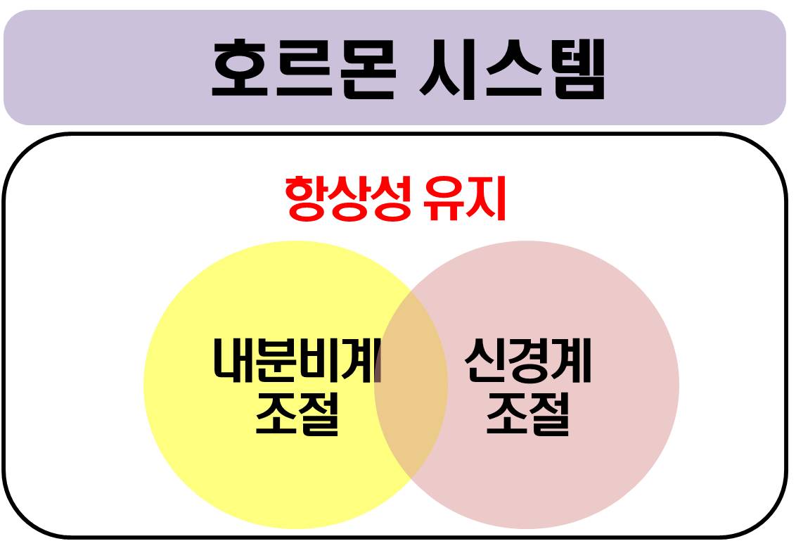 여성호르몬 불균형의 원인은? (2)